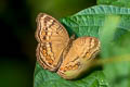 Brown Pansy Junonia hedonia zelima (Brown Soldier)