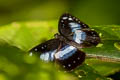 Cape York Aeroplane Pantoporia venilia anceps