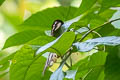 Common Green Birdwing Ornithoptera priamus poseidon