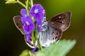 Common Snow Flat Tagiades japetus ravi