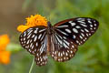 Common Blue Tiger Tirumala hamata subnubila (Blue Wanderer)