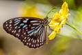 Common Blue Tiger Tirumala hamata subnubila (Blue Wanderer)