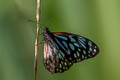 Common Blue Tiger Tirumala hamata subnubila (Blue Wanderer)