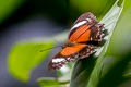 Eastern Red Lacewing Cethosia cydippe damasippe