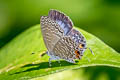 Felder's Lineblue Catopyrops ancyra mysia