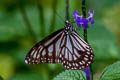 Grey Glassy Tiger Ideopsis juventa tontoliensis