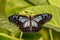 Grey Glassy Tiger Ideopsis juventa purpurata
