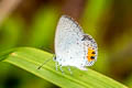 Indian Cupid Everes lacturnus ssp.