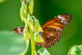 Malay Tiger Danaus affinis ferruginea (Swamp Tiger, Mangrove Tiger)