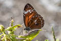 Malay Tiger Danaus affinis ferruginea (Swamp Tiger, Mangrove Tiger)