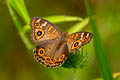 Meadow Argus Junonia villida