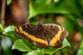 Orange-banded Plane Lexias aeropa angustifascia