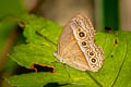 Orange Bushbrown Mycalesis terminus flagrans