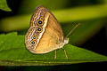 Orange Bushbrown Mycalesis terminus flagrans