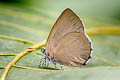 Philiris sp.