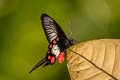 Red-bodied Swallowtail Atrophaneura polydorus meforanus