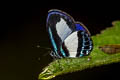 Smalll Green-banded Blue Psychonotis caelius plotinus