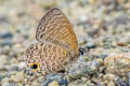 Tailless Lineblue Prosotas dubiosa dubiosa