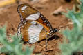 Danaid Eggfly misippus