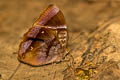 Dark Jungleglory Thaumantis klugius lucipor