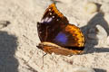 Great Eggfly Hypolimnas bolina ssp. (Blue Moon)