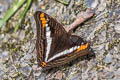 Adelpha sp.
