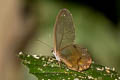 Amberglow Clearwing Satyr Haetera piera ssp.