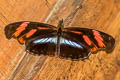 Angle-winged Telesiphe Podotricha telesiphe telesiphe