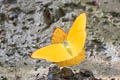 Apricot Sulphur Phoebis argante chincha (Dark Apricot Sulphur)