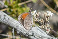 Argyrophorus sp. nov.