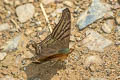 Banded Mapwing Hypanartia dione dione (False Daggerwing)
