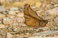 Banded Mapwing Hypanartia dione dione (False Daggerwing)