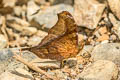 Banded Mapwing Hypanartia dione dione (False Daggerwing)