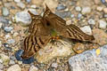 Banded Mapwing Hypanartia dione dione (False Daggerwing)