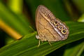 Big-eyed Pebbled Satyr Yphthimoides maepius maepius