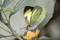 Black-celled Green-eyed White Leptophobia eleone ssp.
