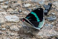 Blue-spotted Perisama Perisama bomplandii albipennis