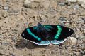 Blue-spotted Perisama Perisama bomplandii albipennis