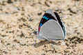 Blue-spotted Perisama Perisama bomplandii albipennis