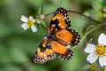 Bordered Patch Chlosyne lacinia saundersi