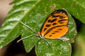 Calligraphic Tigerwing Forbestra olivencia ssp.