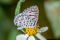 Cassius Blue Leptotes cassius cassius