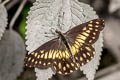 Unidentified Dartwhite Catasticta sp.