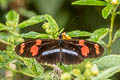 Cherry-barred Longwing Heliconius telesiphe ssp.