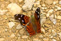 Cinderella Mapwing Hypanartia cinderella