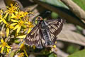 Cloud-forest Firetip Metardaris cosinga catana