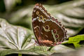 Common Morpho Morpho helenor papirius