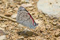 Cyan-banded Perisama Perisama dorbignyi mola (Variable Pericloud)