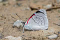 Cyan-banded Perisama Perisama dorbignyi mola (Variable Pericloud)