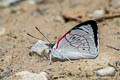 Cyan-banded Perisama Perisama dorbignyi mola (Variable Pericloud)